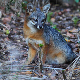 The Remarkable Comeback of the Channel Islands Fox